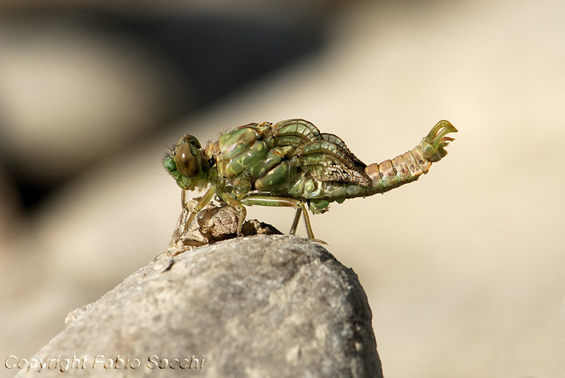 Sfarfallamenti-Onychogomphus forcipatus